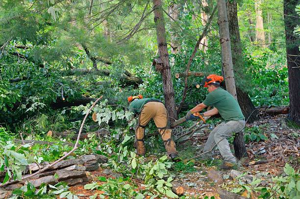 Best Tree Trimming Near Me  in Prospect, KY